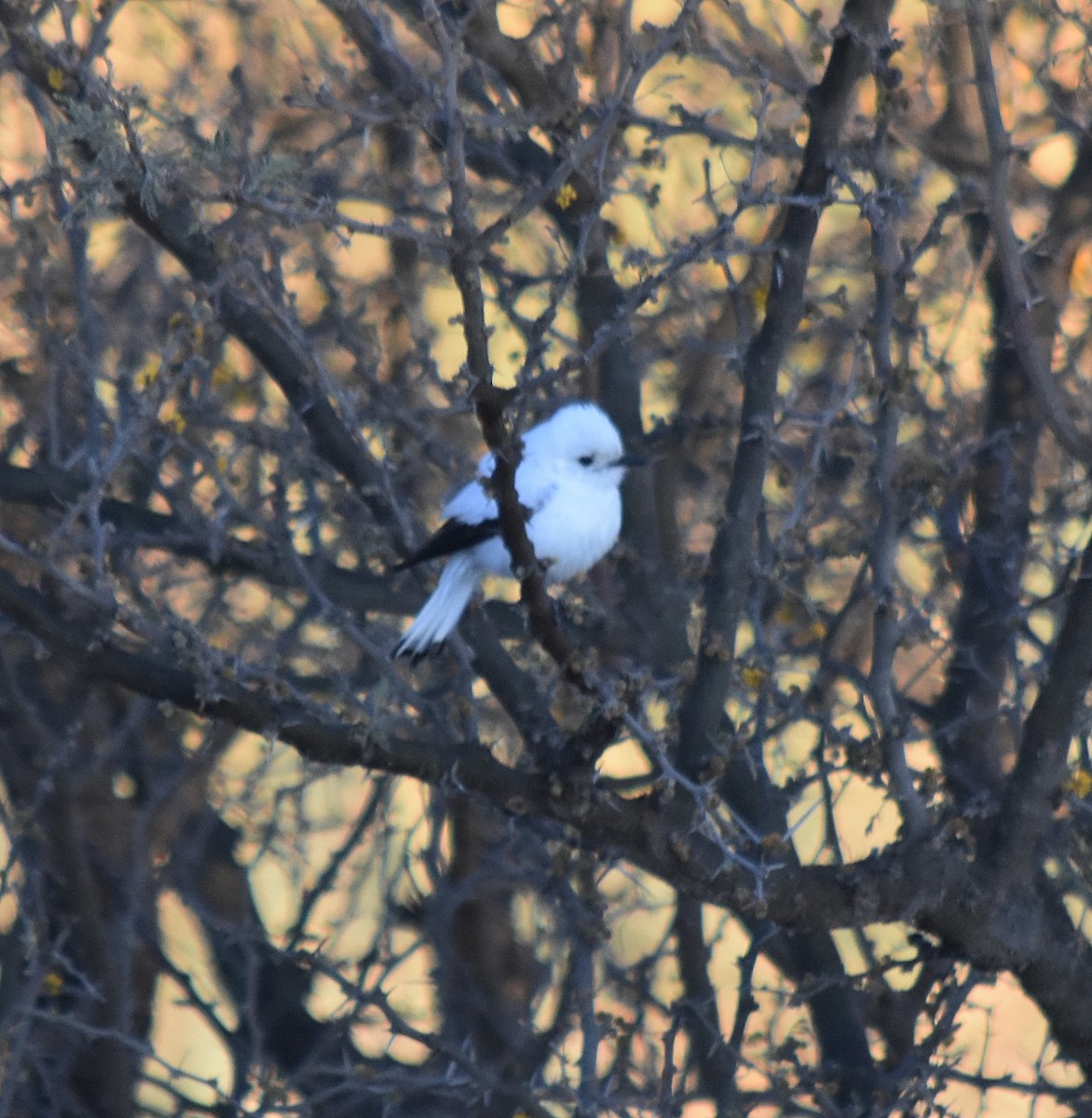 White Monjita - andres ebel