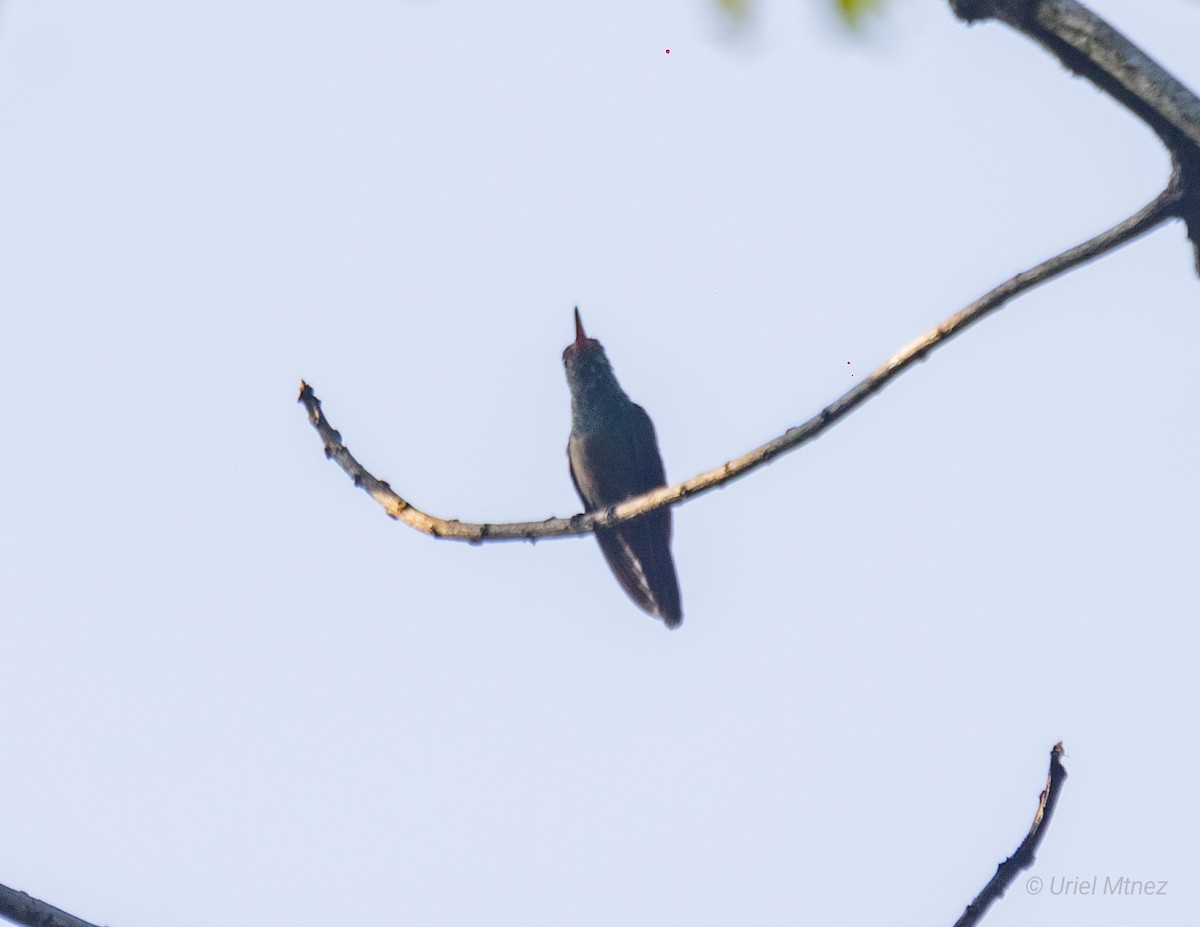 Buff-bellied Hummingbird - ML623321109