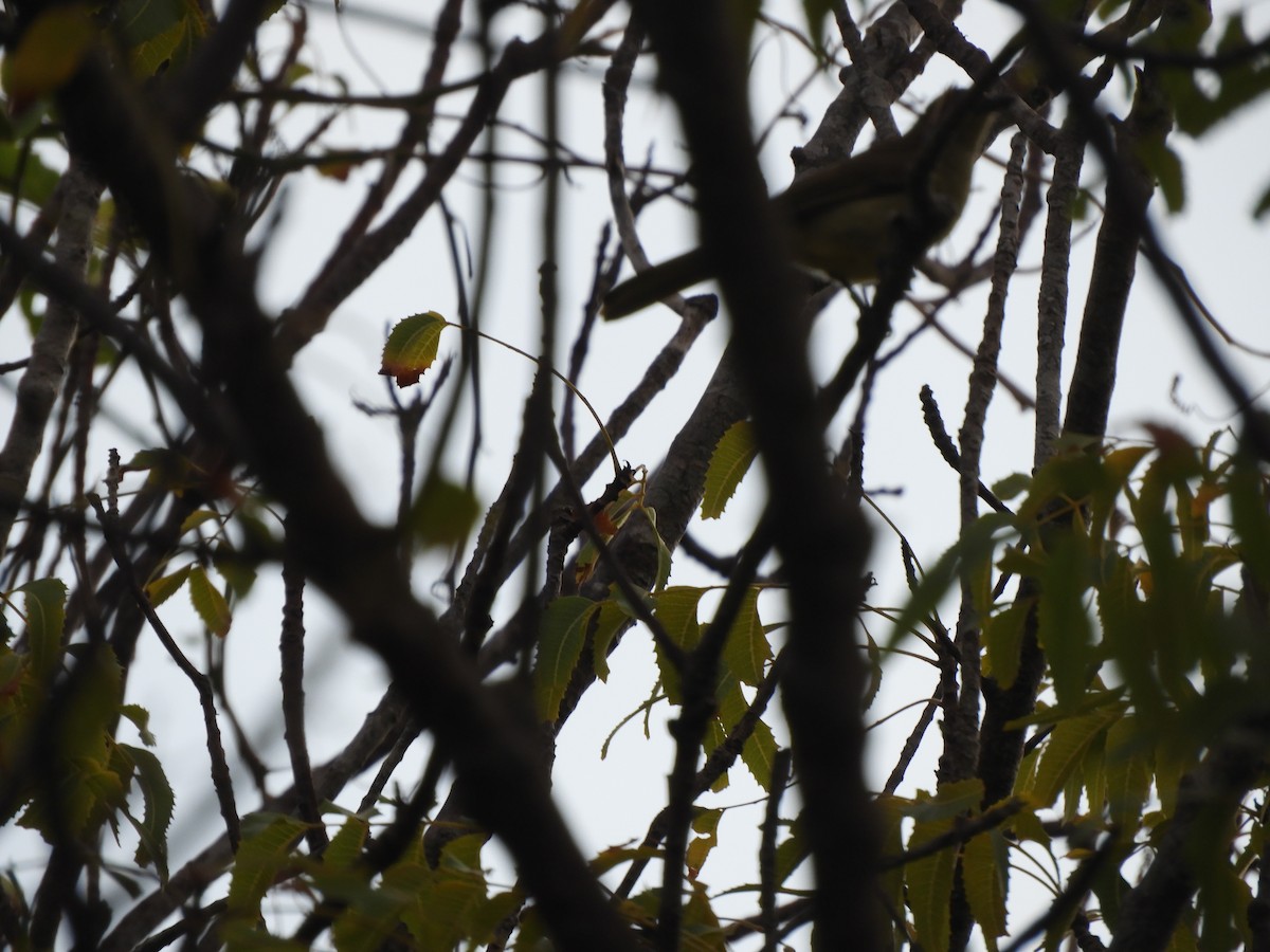 Sombre Greenbul - Christian Rixen