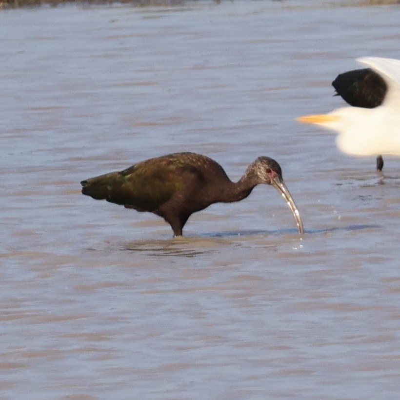 White-faced Ibis - ML623321162