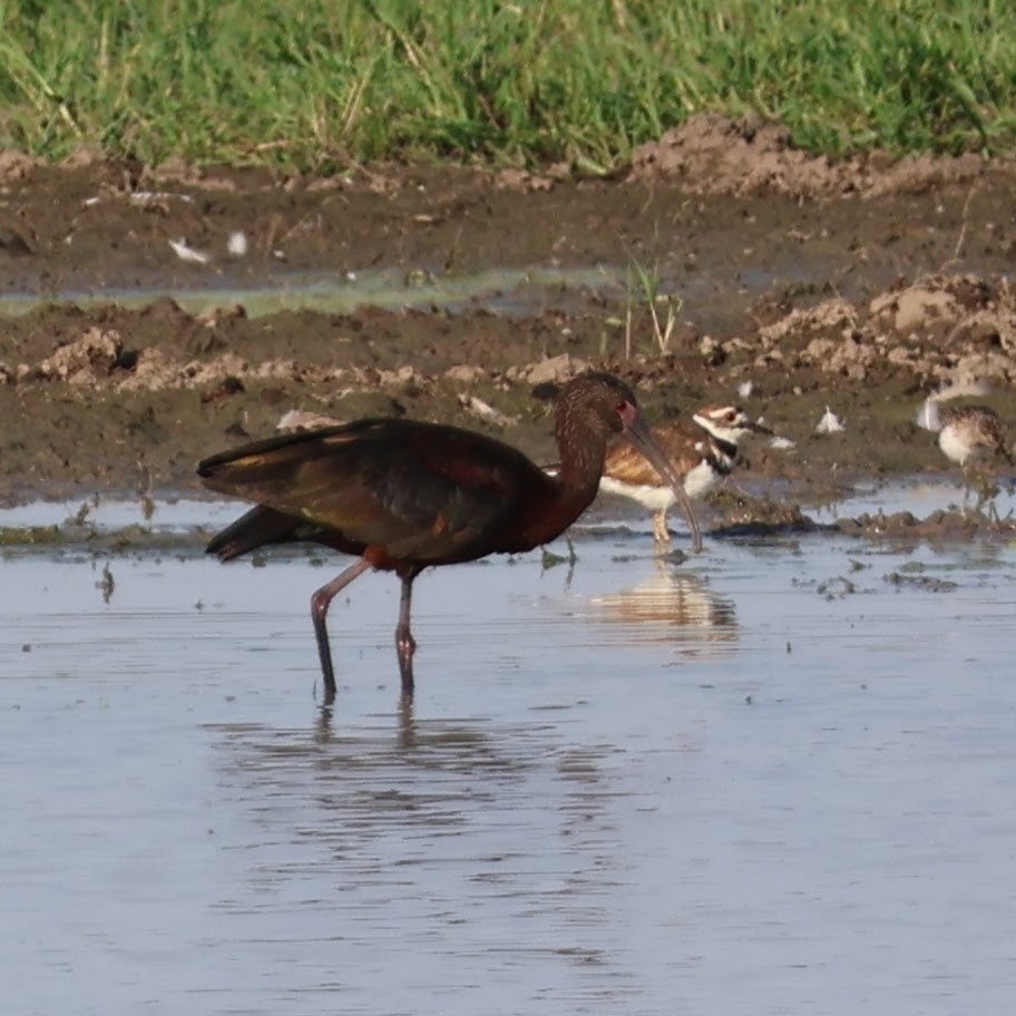 White-faced Ibis - Wes Hatch