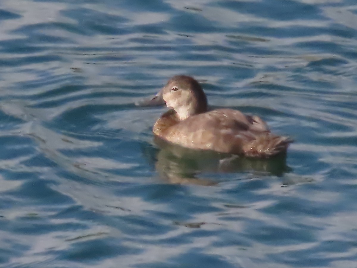 Common Pochard - ML623321167