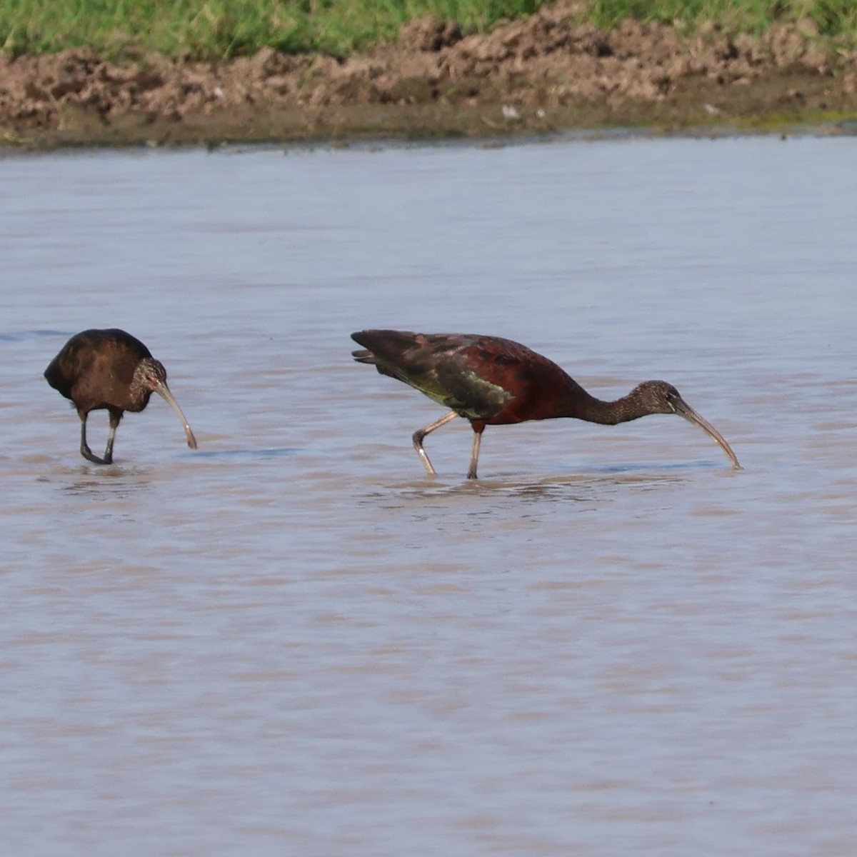 Glossy Ibis - ML623321172