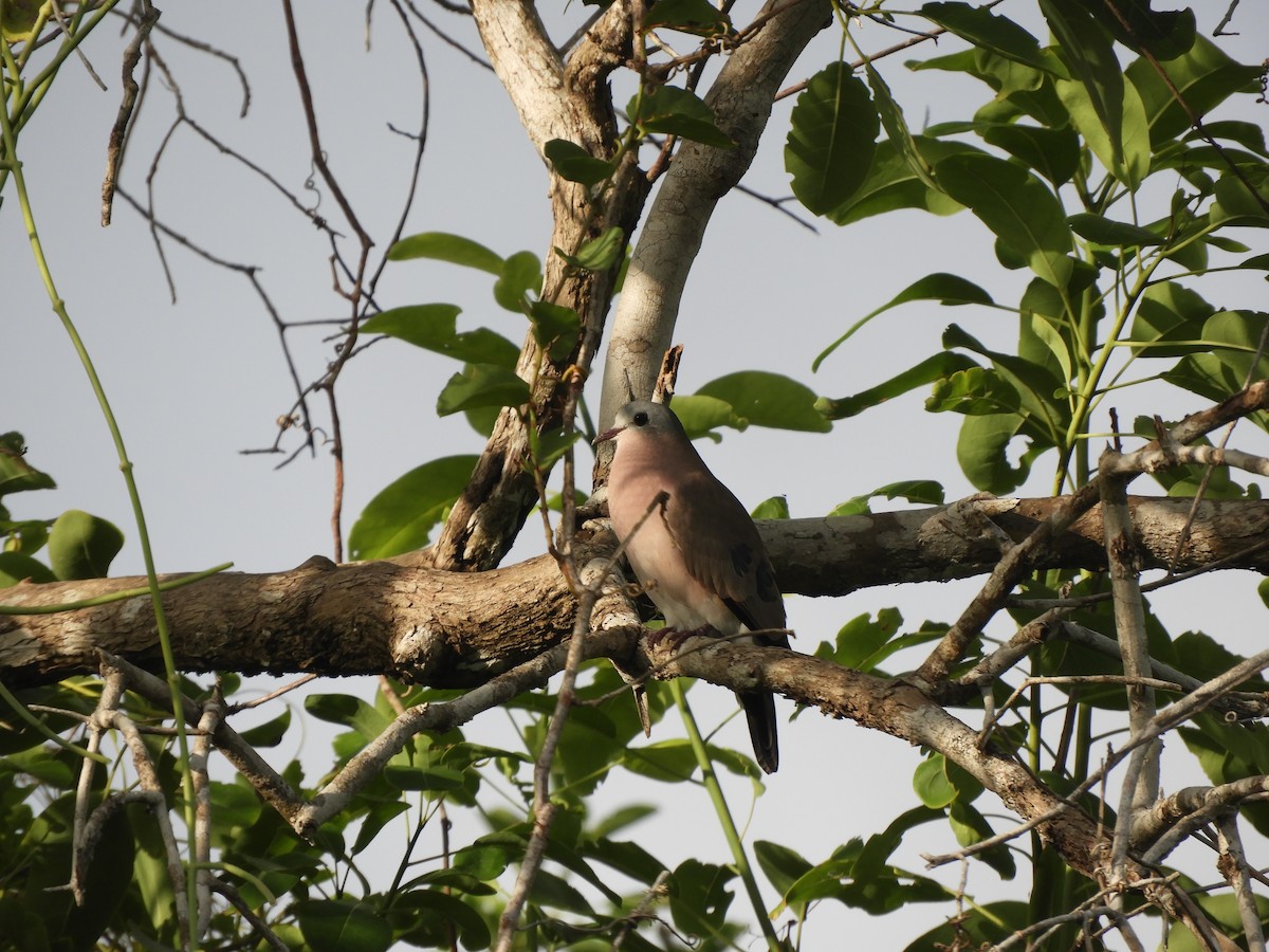 Emerald-spotted Wood-Dove - ML623321178