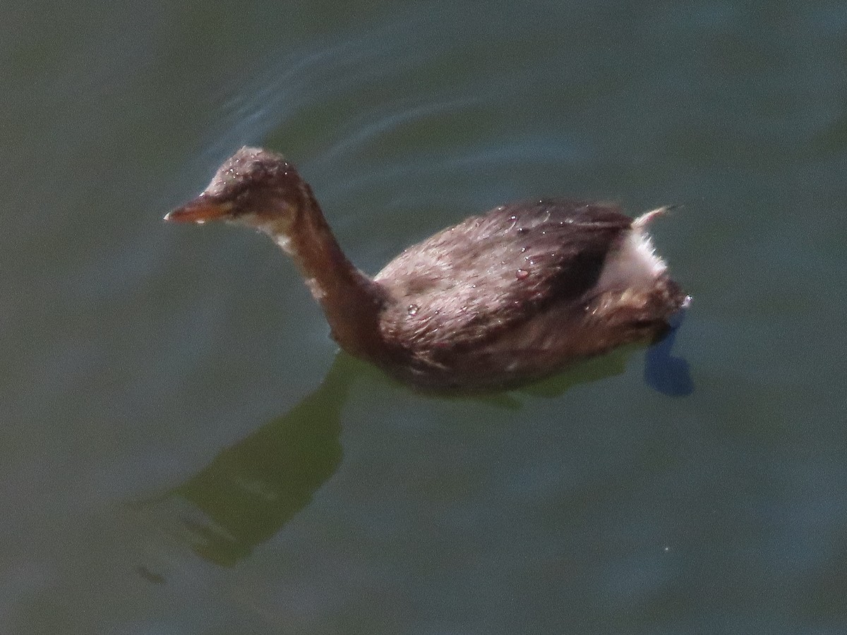 Little Grebe - ML623321180