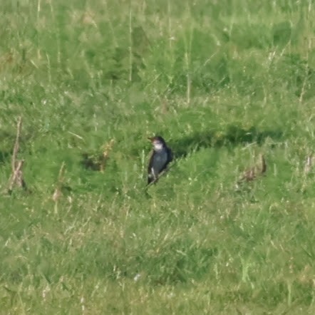 Eastern Kingbird - ML623321185