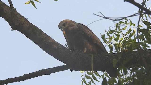 Brahminy Kite - ML623321188