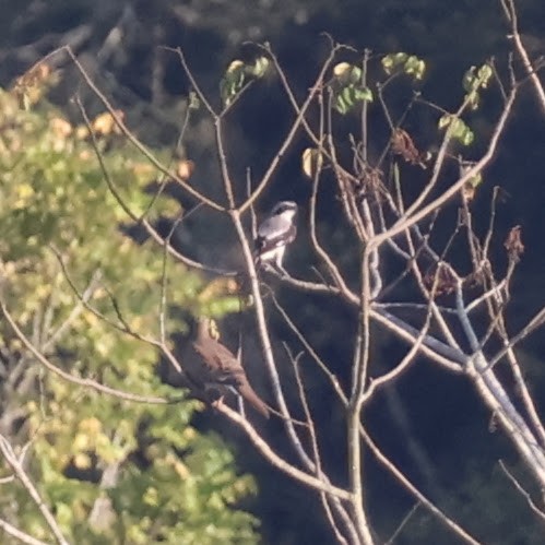 Loggerhead Shrike - ML623321193