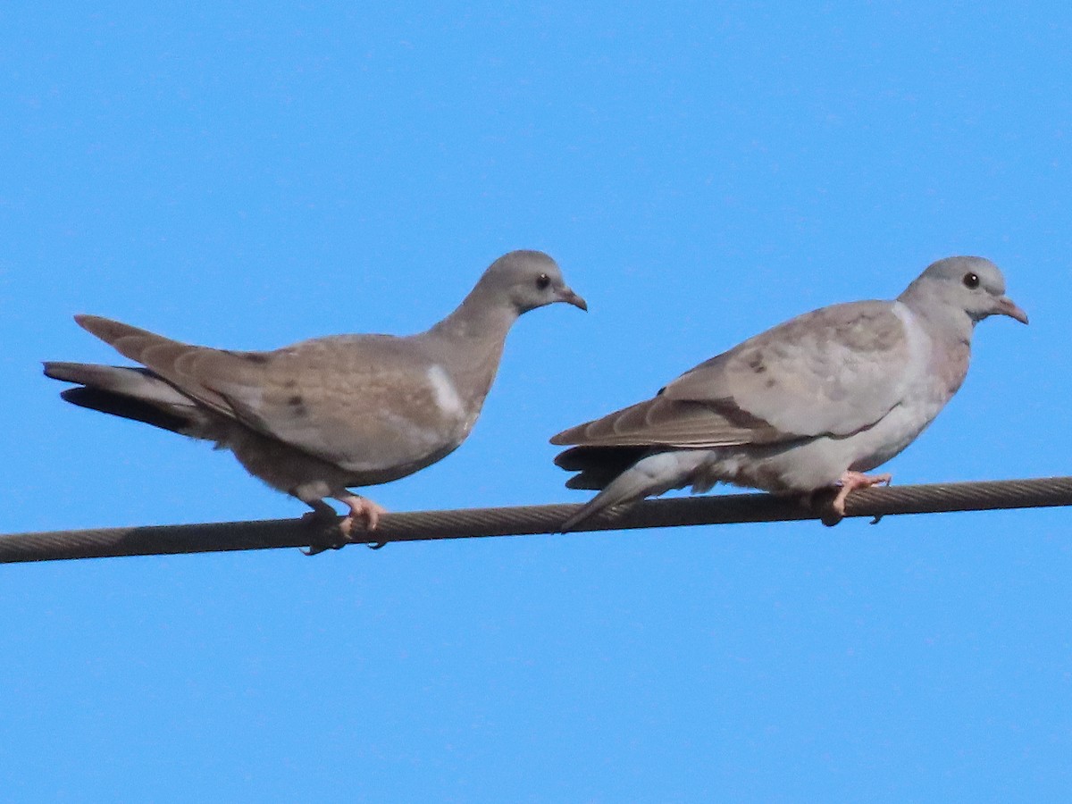 Stock Dove - ML623321194