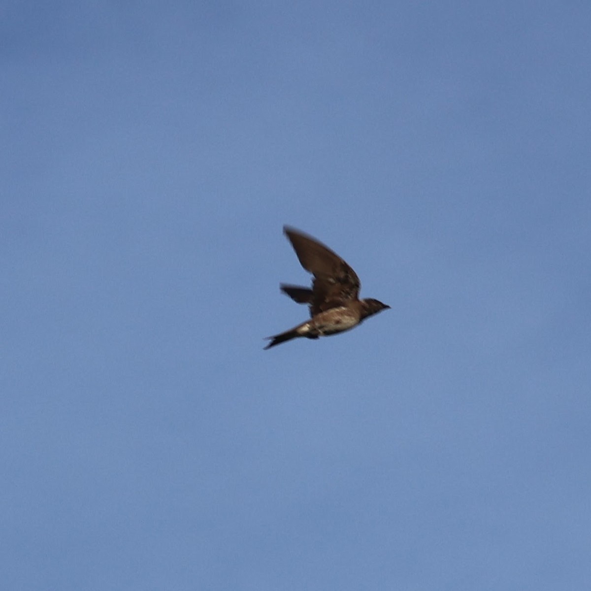 Purple Martin - Wes Hatch