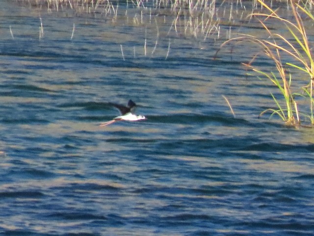 Black-winged Stilt - ML623321222