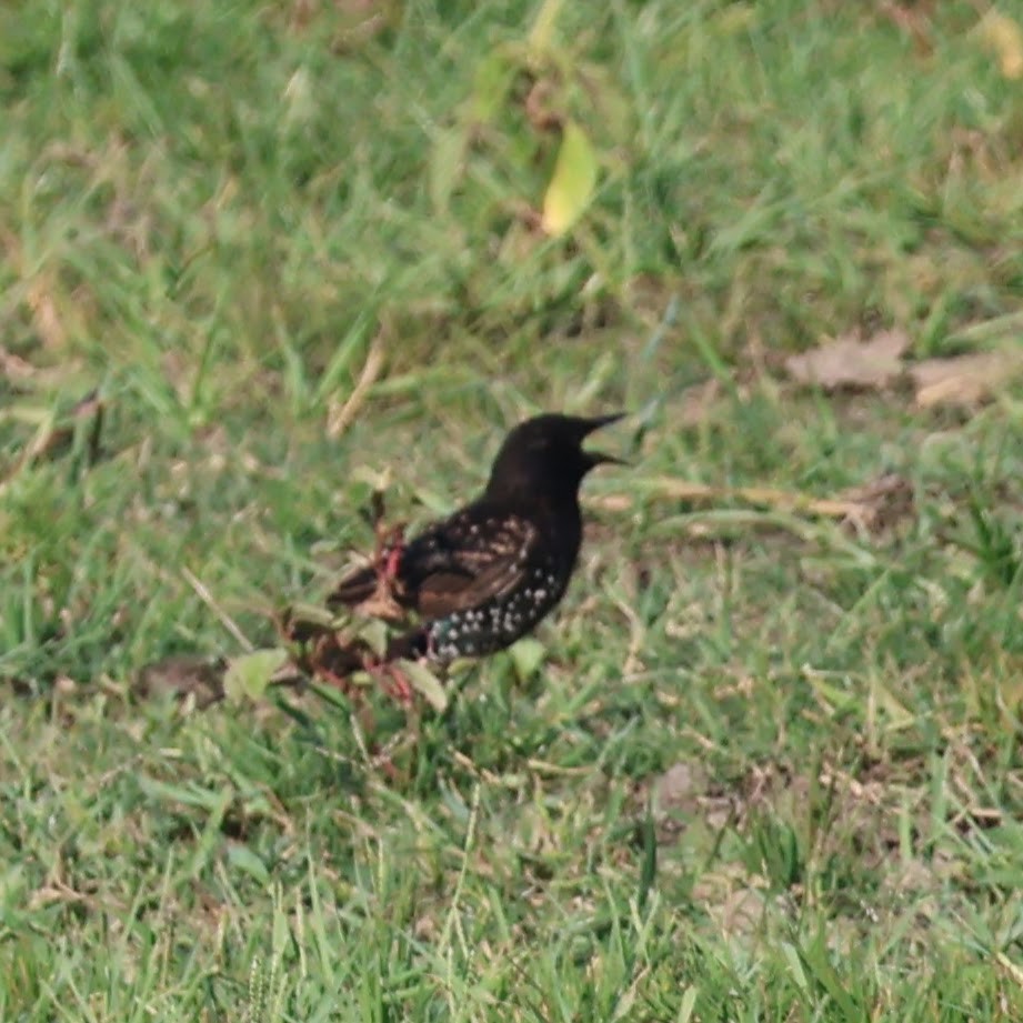 European Starling - ML623321224