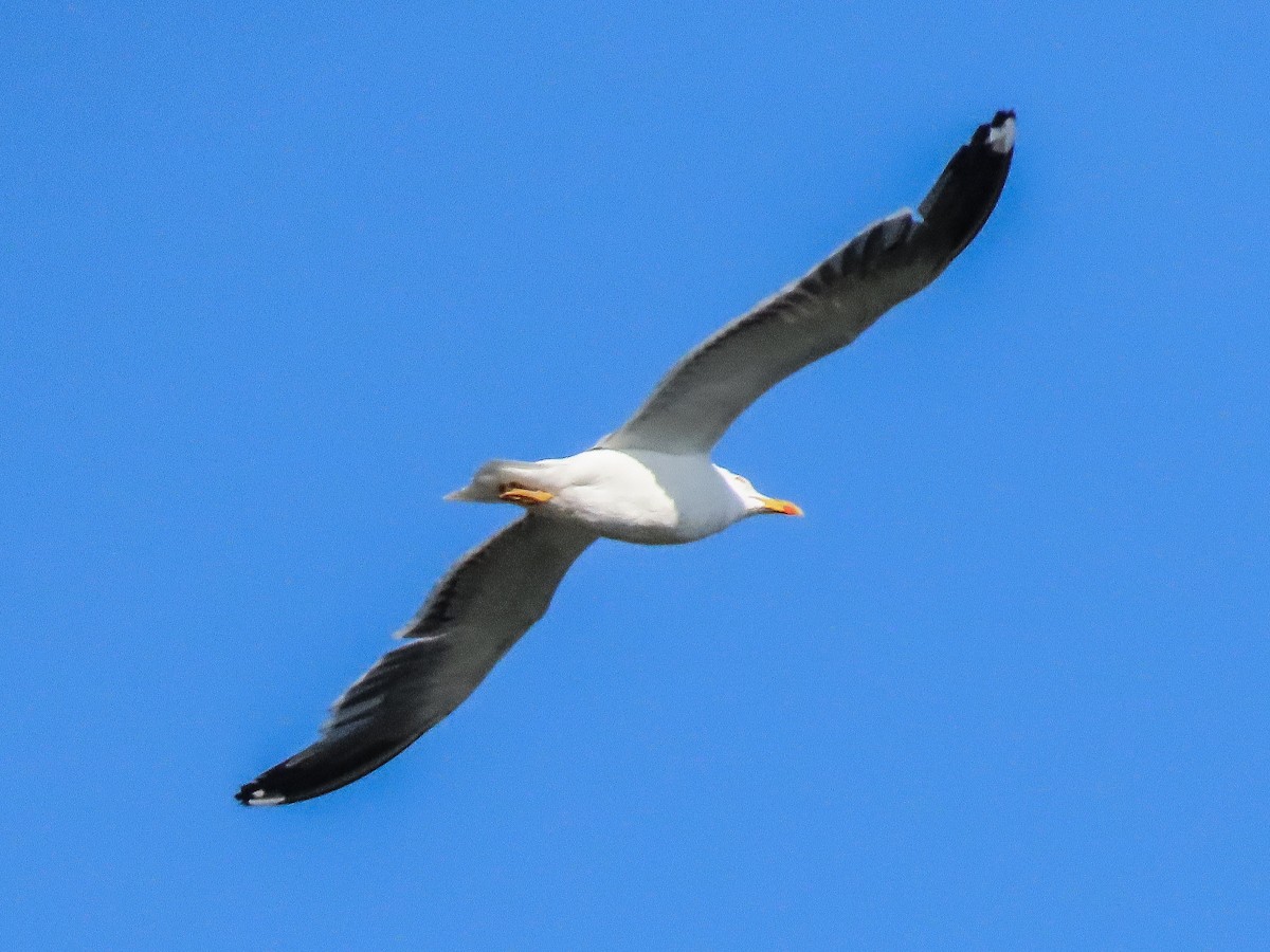 Lesser Black-backed Gull - ML623321235