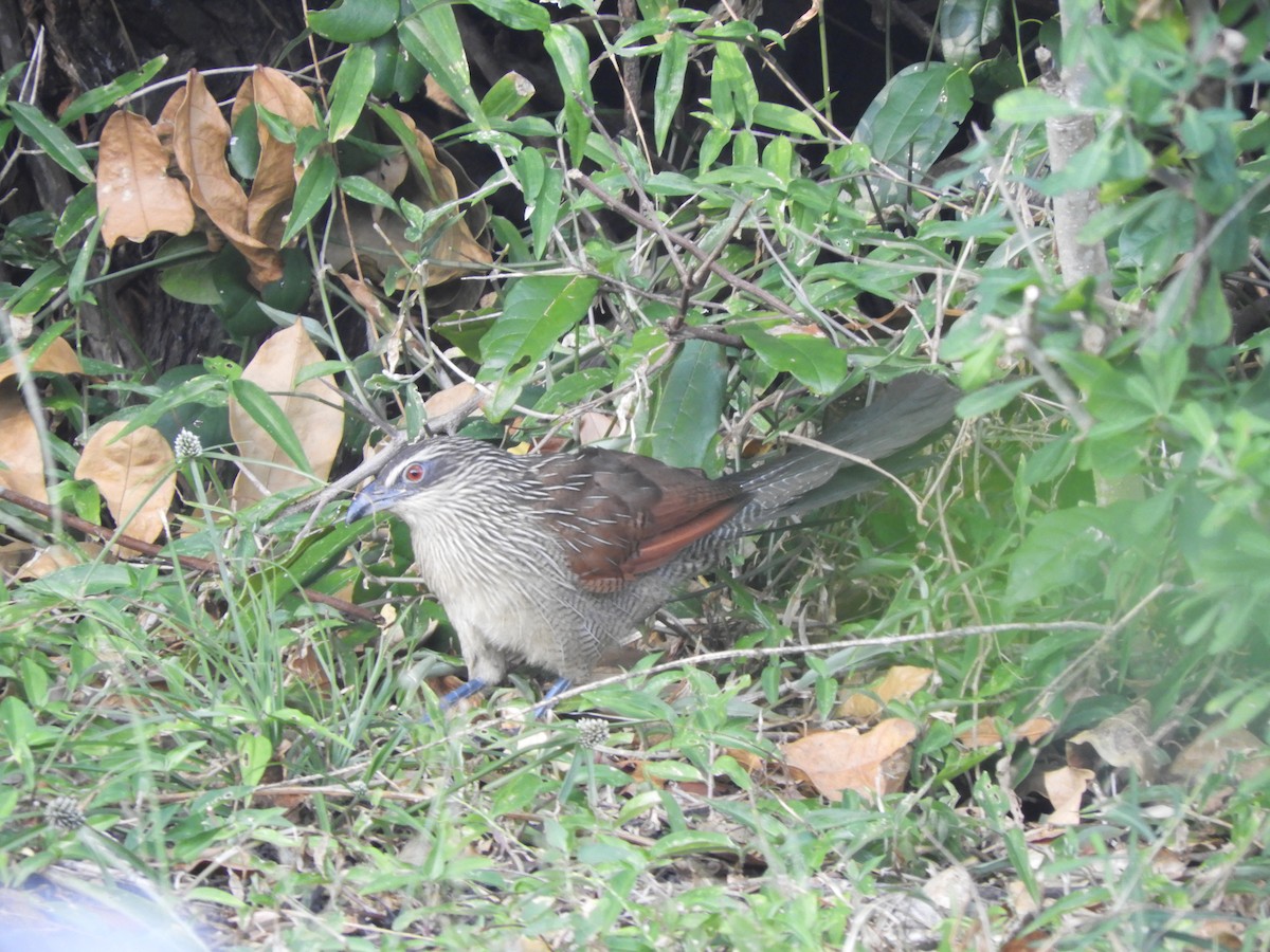 White-browed Coucal (White-browed) - ML623321239