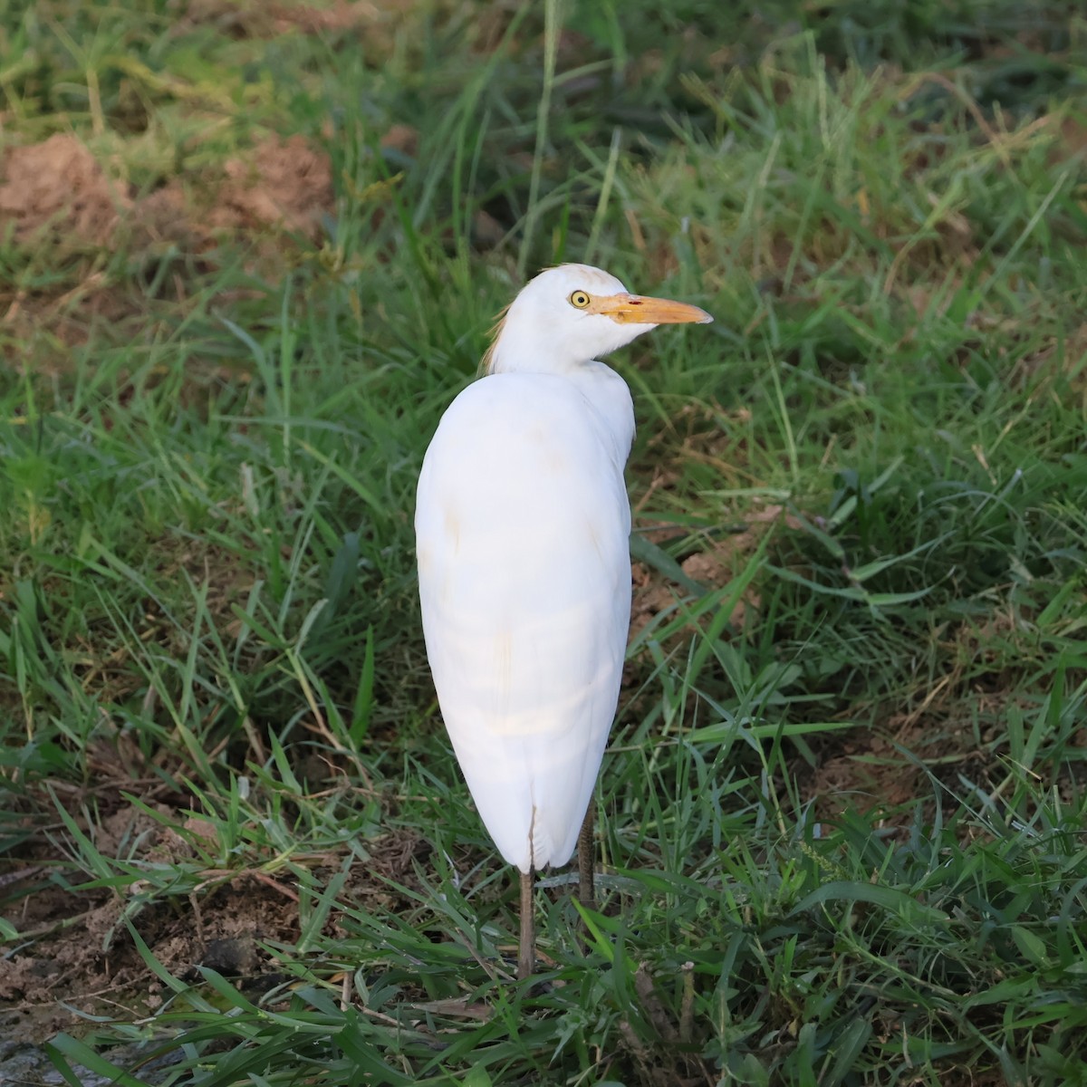 Western Cattle-Egret - ML623321245