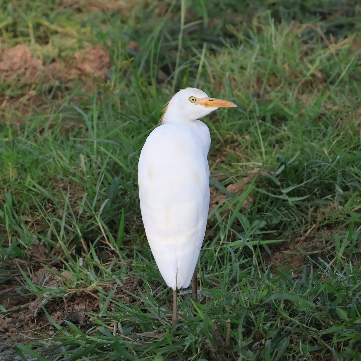 Western Cattle Egret - ML623321245