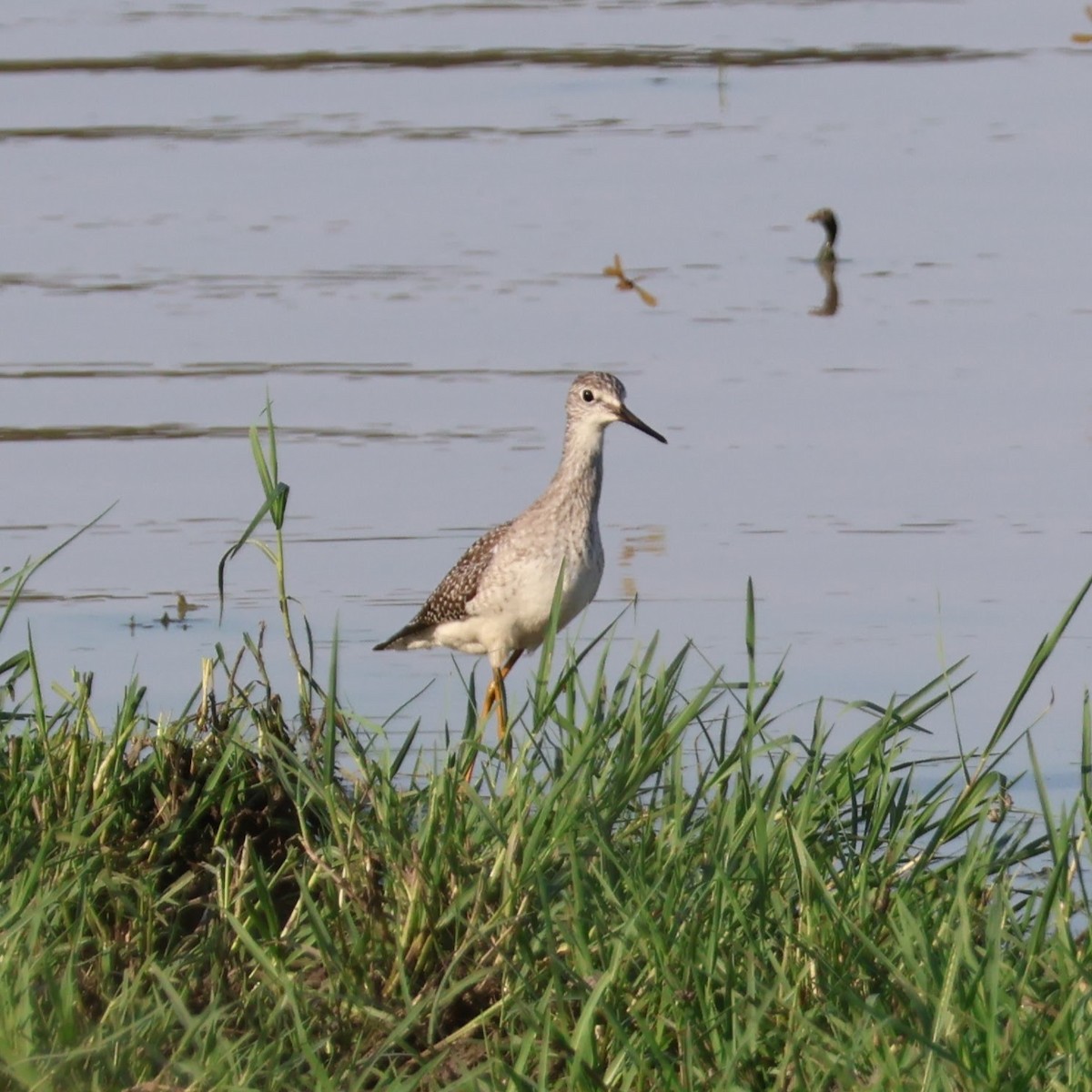 Lesser Yellowlegs - ML623321260