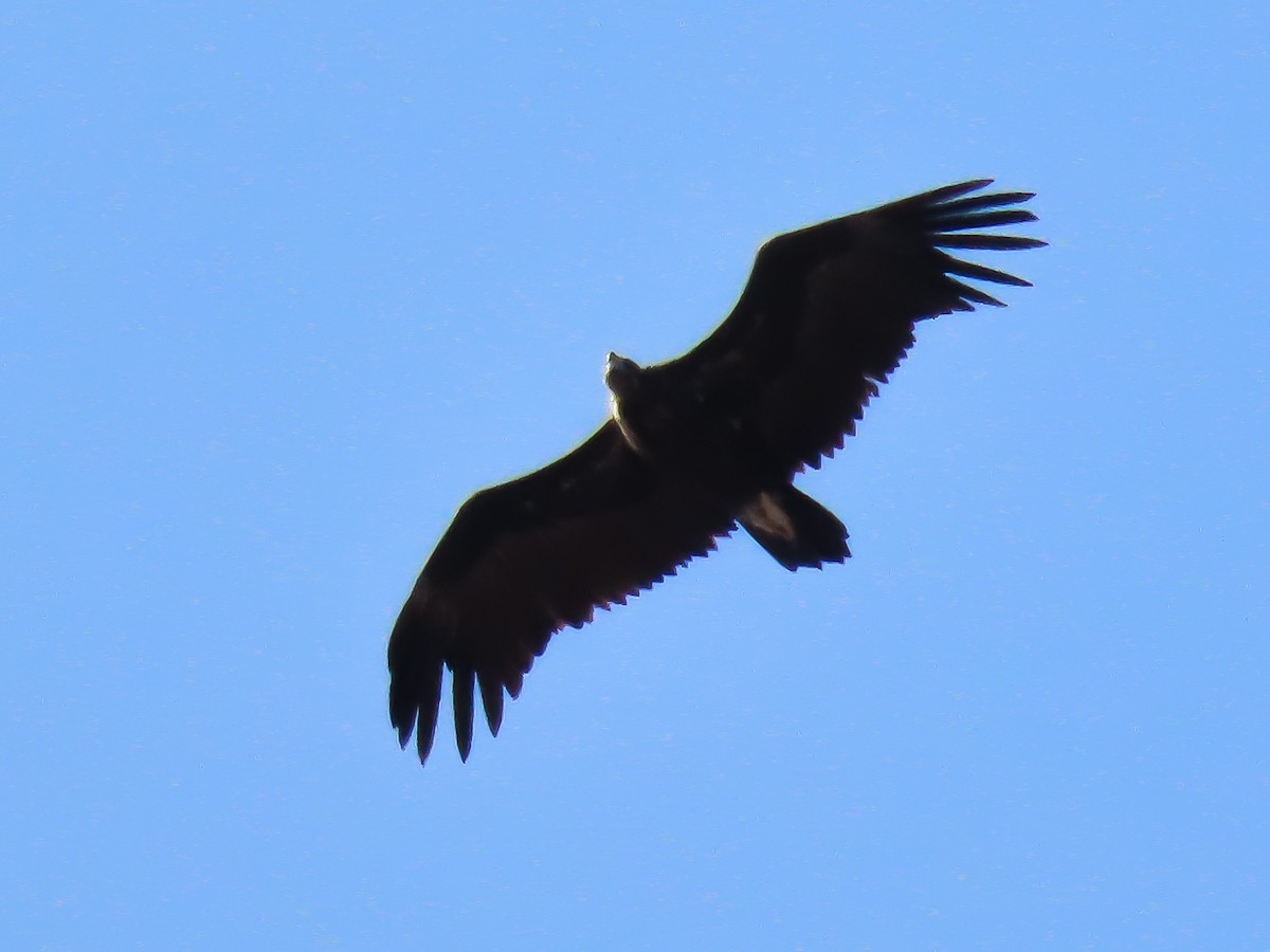 Cinereous Vulture - ML623321261