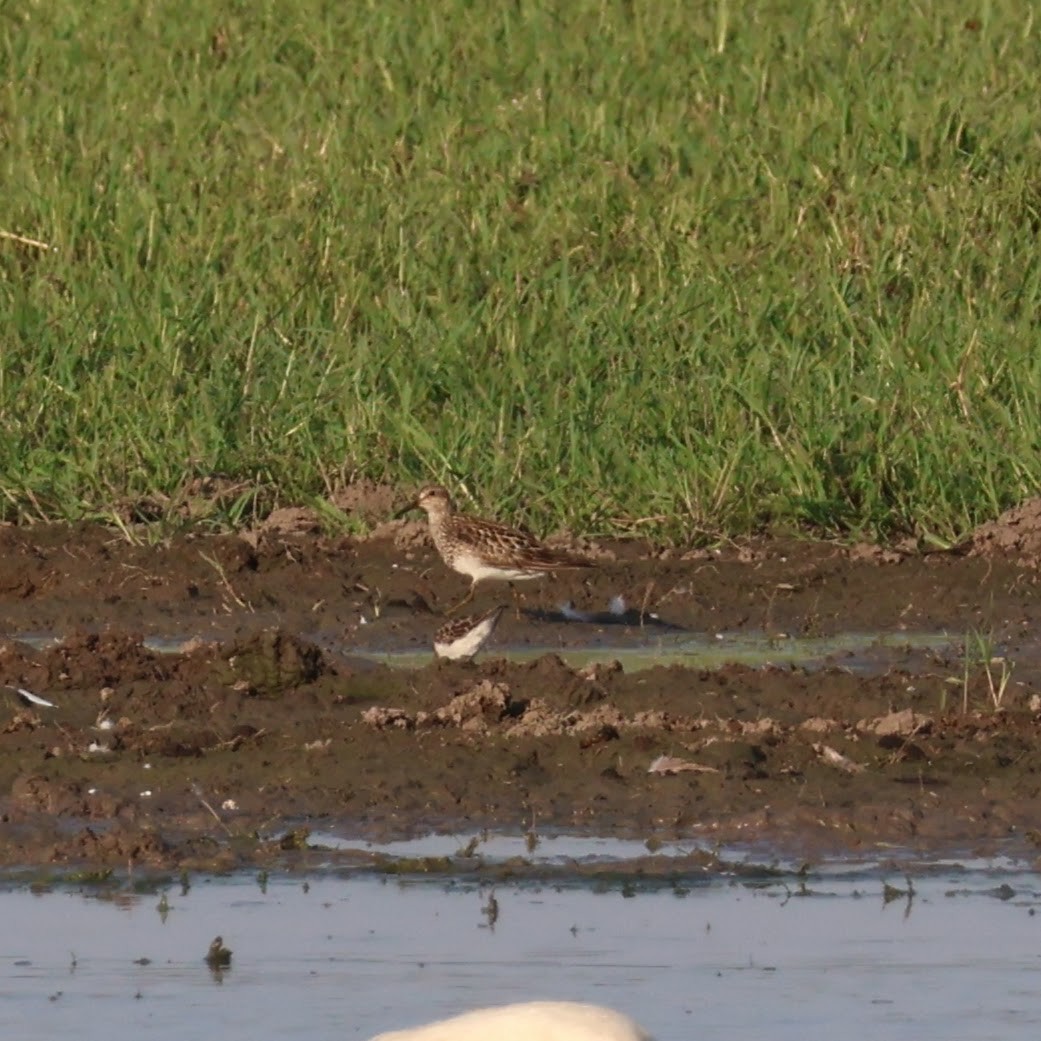 Pectoral Sandpiper - ML623321280