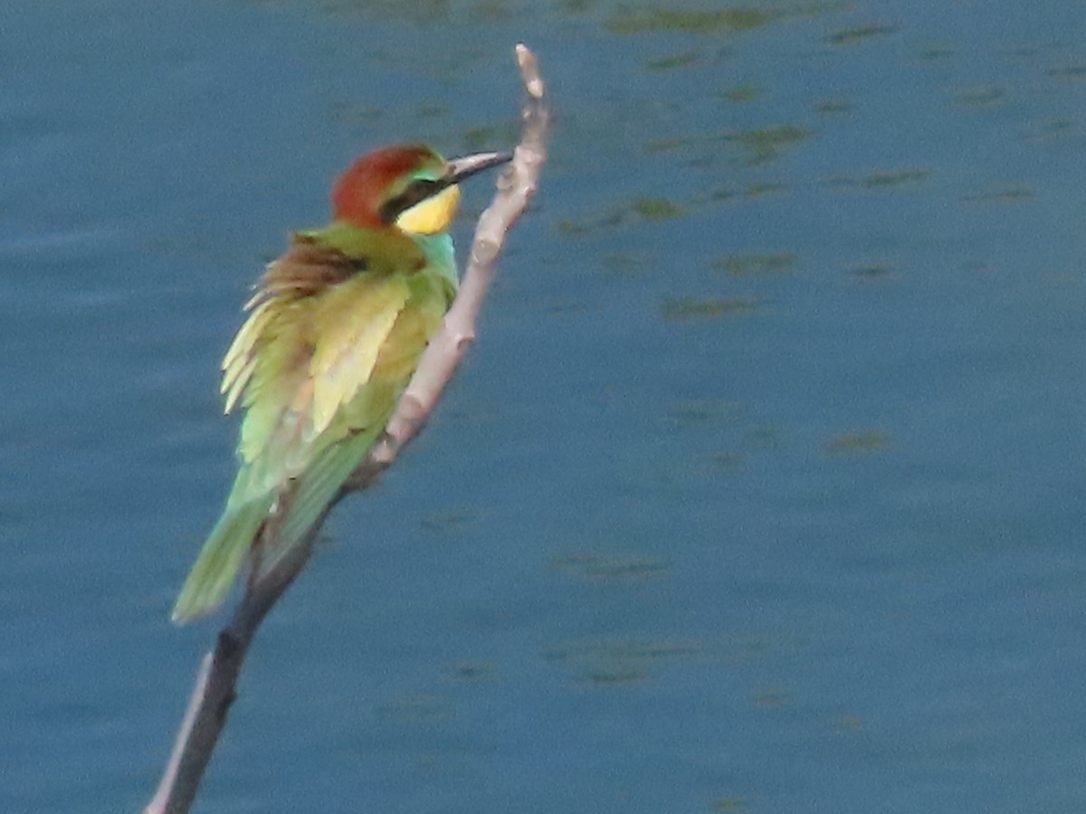 European Bee-eater - ML623321282