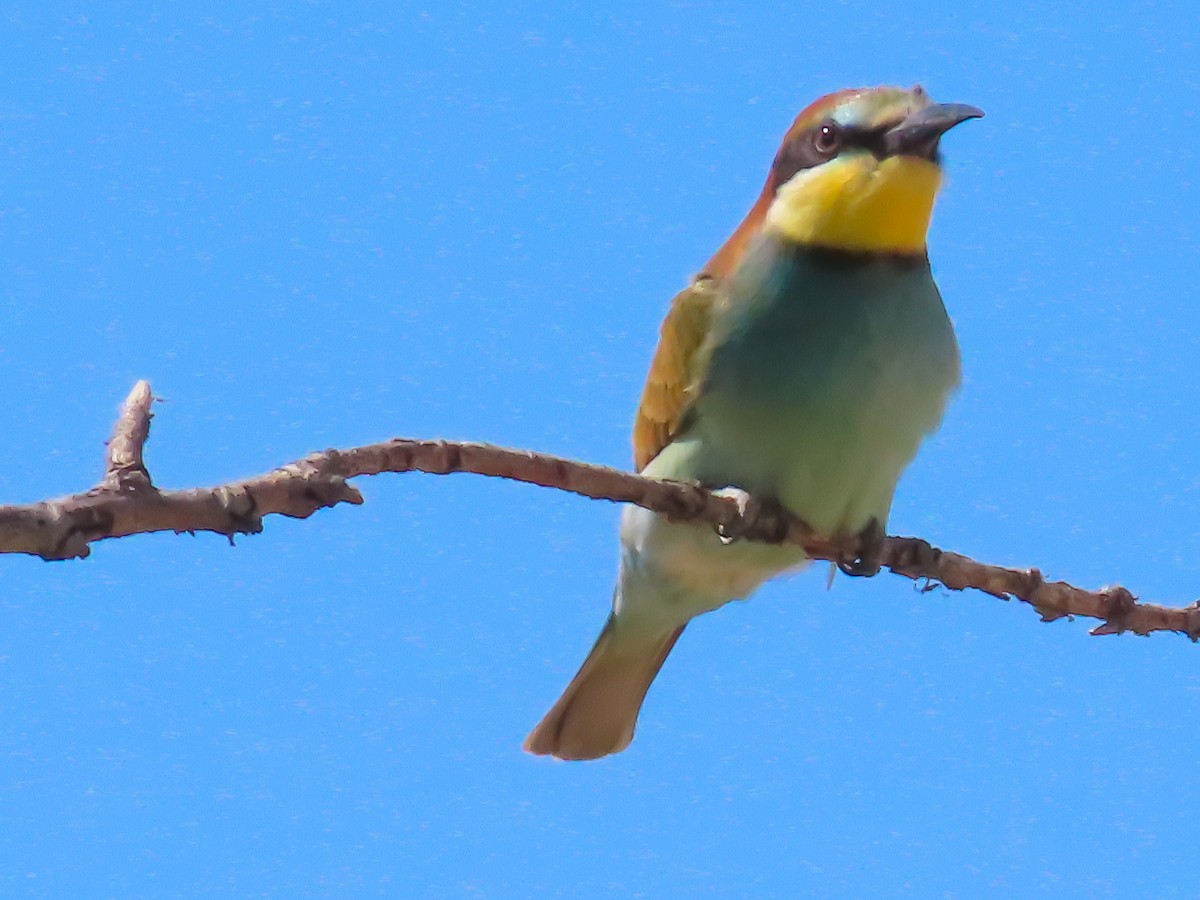 European Bee-eater - ML623321283