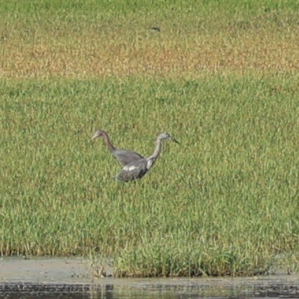 Little Blue Heron - ML623321288