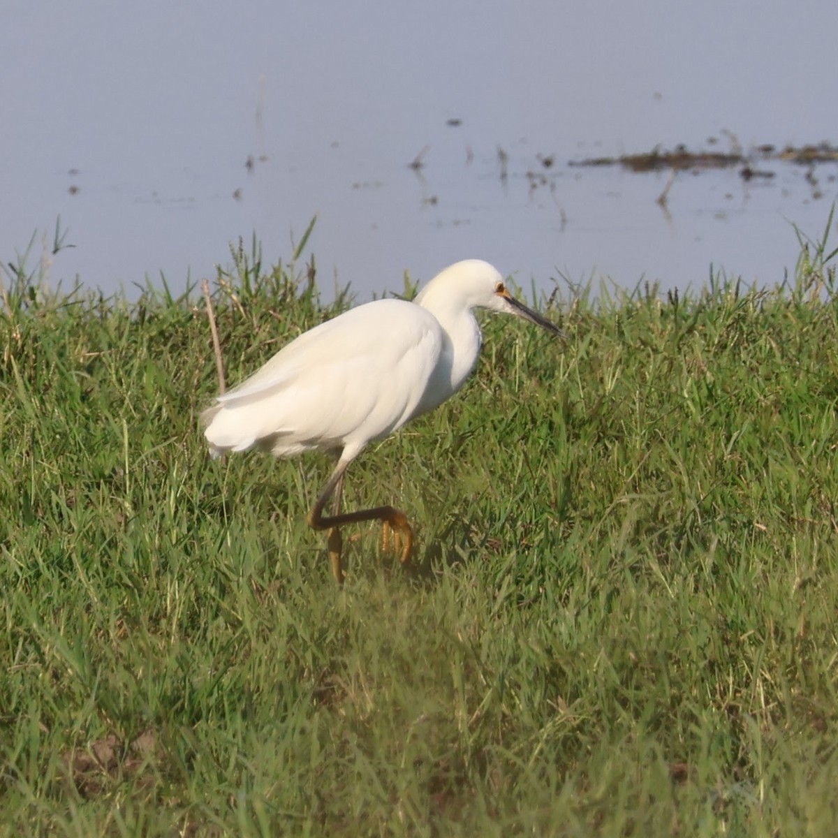 Snowy Egret - ML623321296