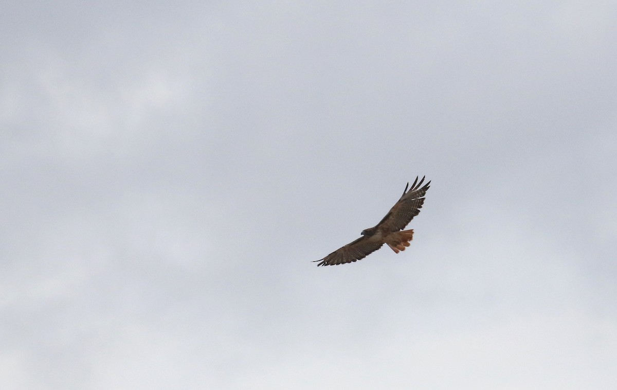 Red-tailed Hawk - ML623321298