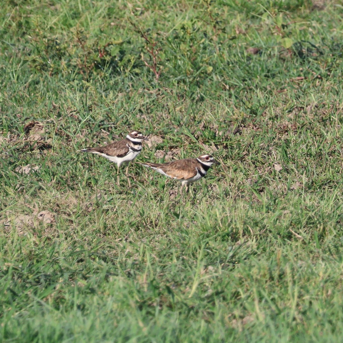 Killdeer - ML623321300