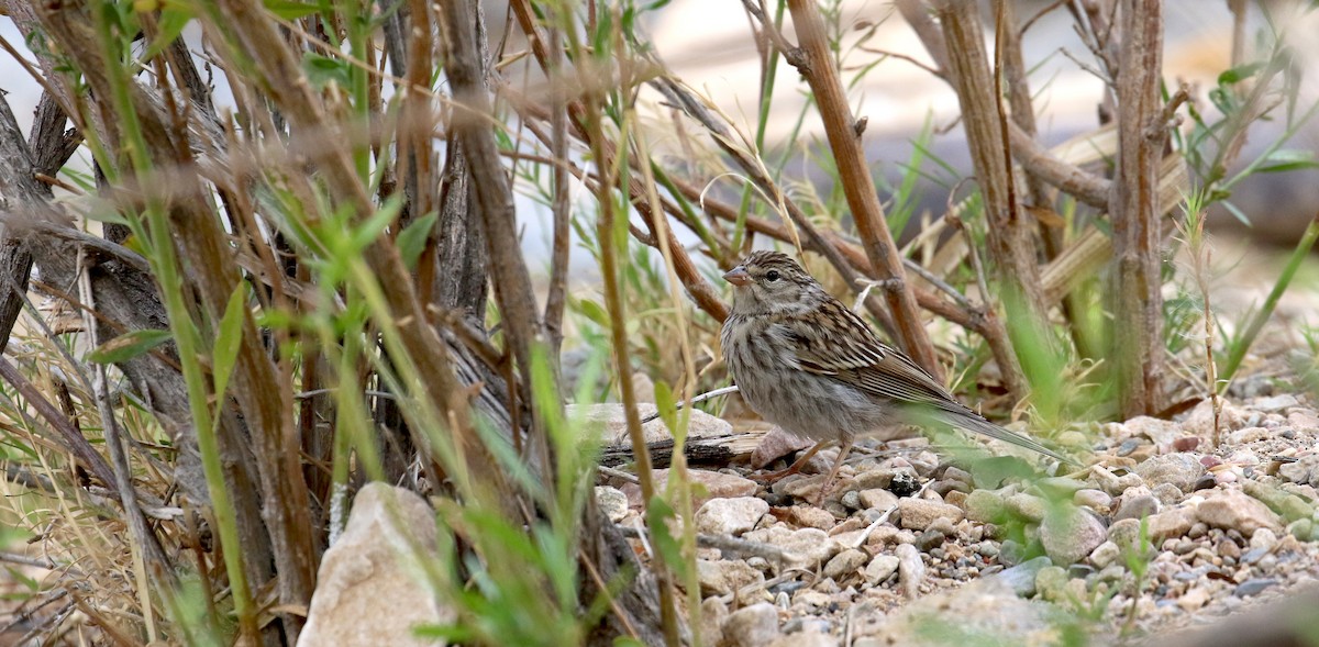 Chipping Sparrow - ML623321309