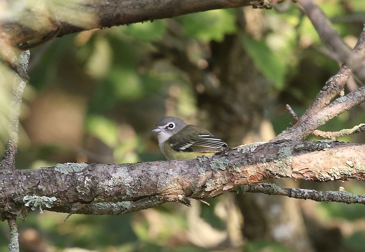 Blue-headed Vireo - ML623321411