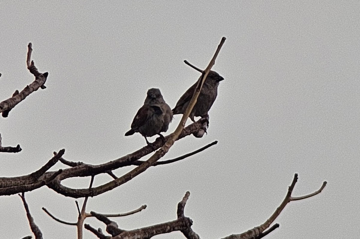 Parrot-billed Sparrow - ML623321452