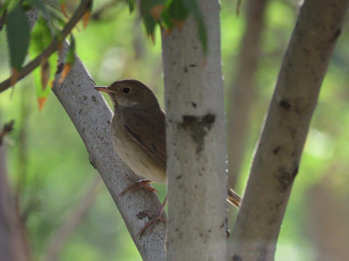 Thrush Nightingale - ML623321455