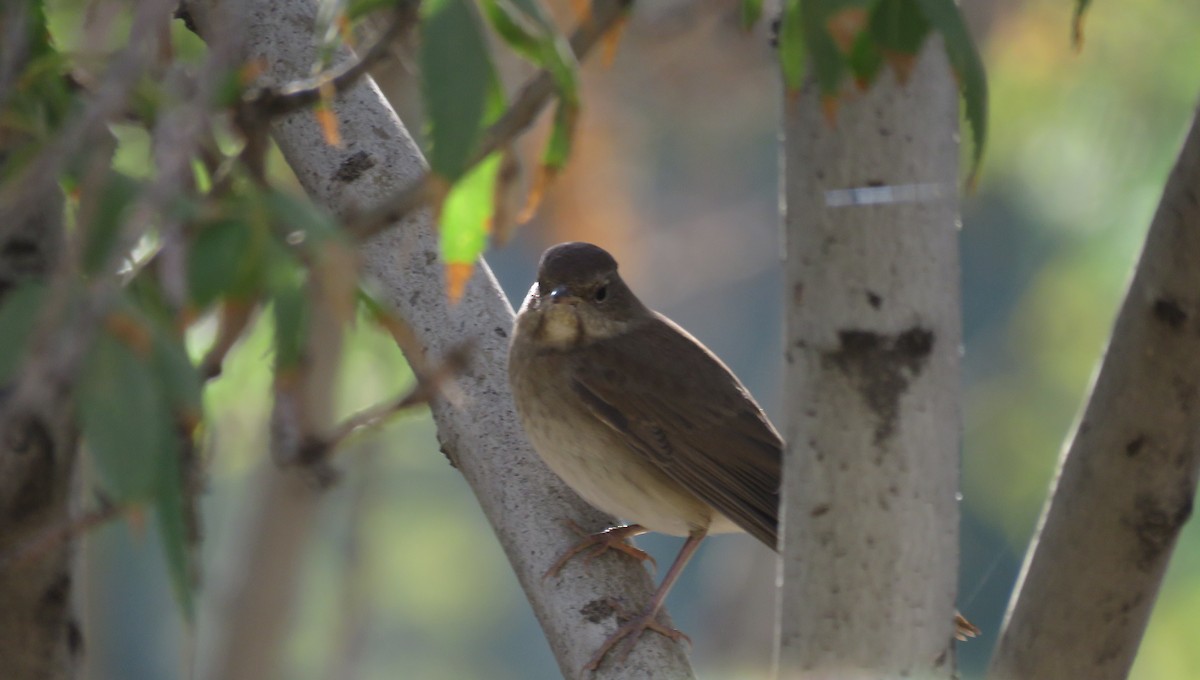 Thrush Nightingale - ML623321456