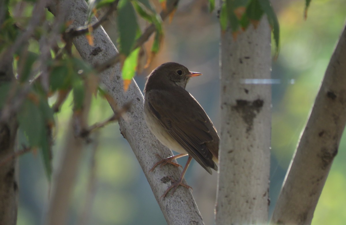 Thrush Nightingale - ML623321457