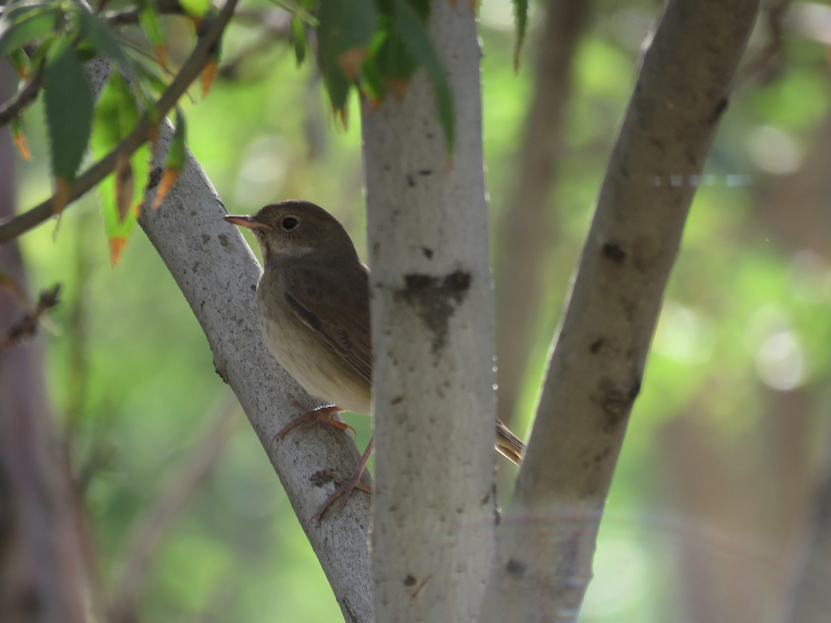 Thrush Nightingale - ML623321459