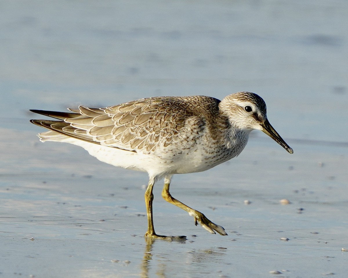 Red Knot - ML623321477