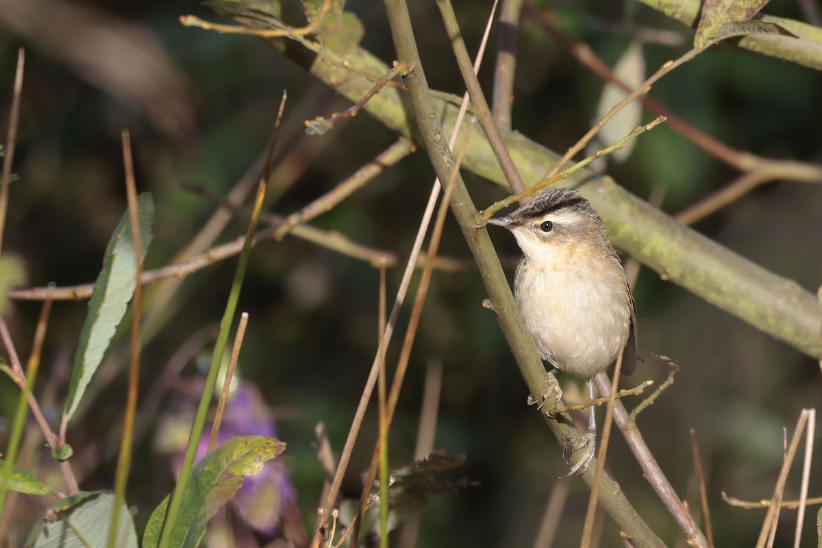 Sedge Warbler - Daniel Branch