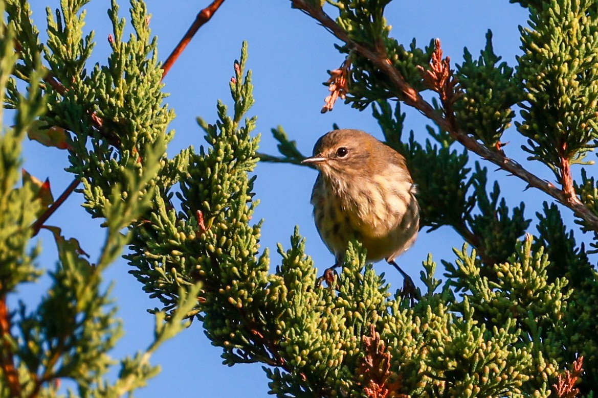 Cape May Warbler - ML623321500