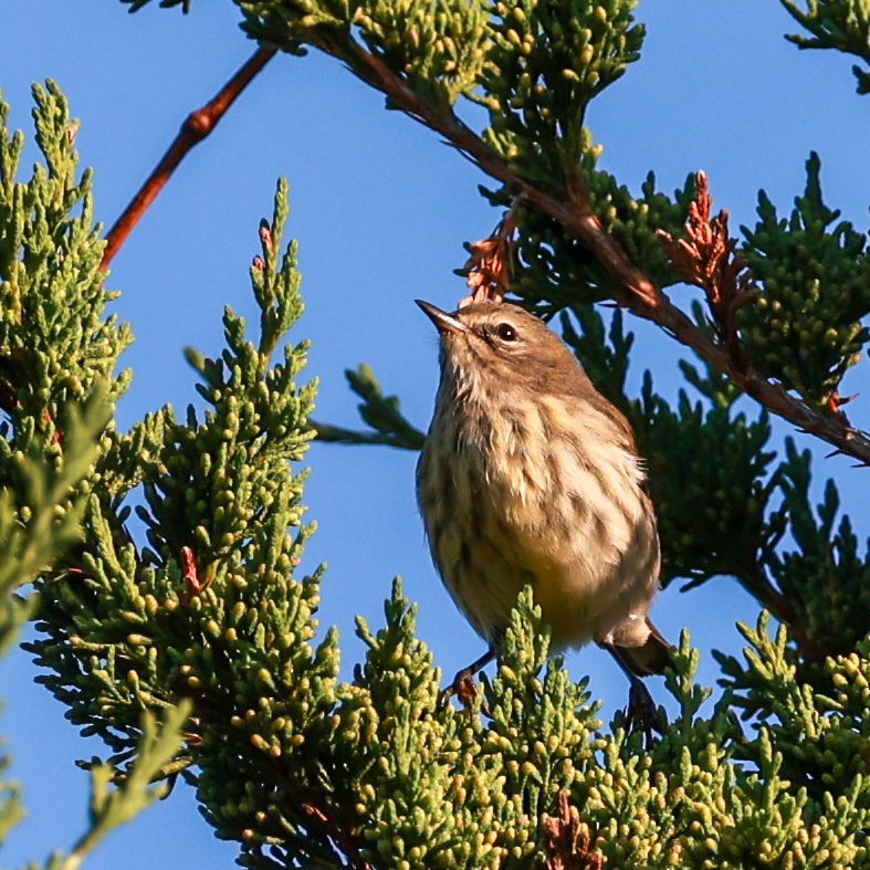 Cape May Warbler - ML623321501