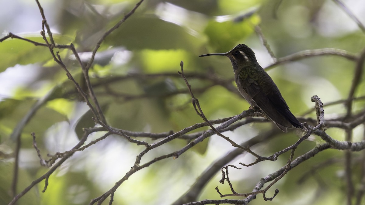 Amethyst-throated Mountain-gem - ML623321532