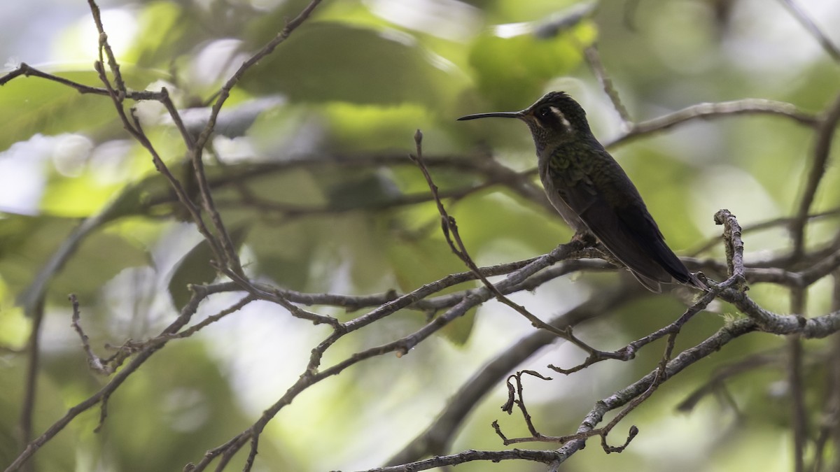 Amethyst-throated Mountain-gem - ML623321538