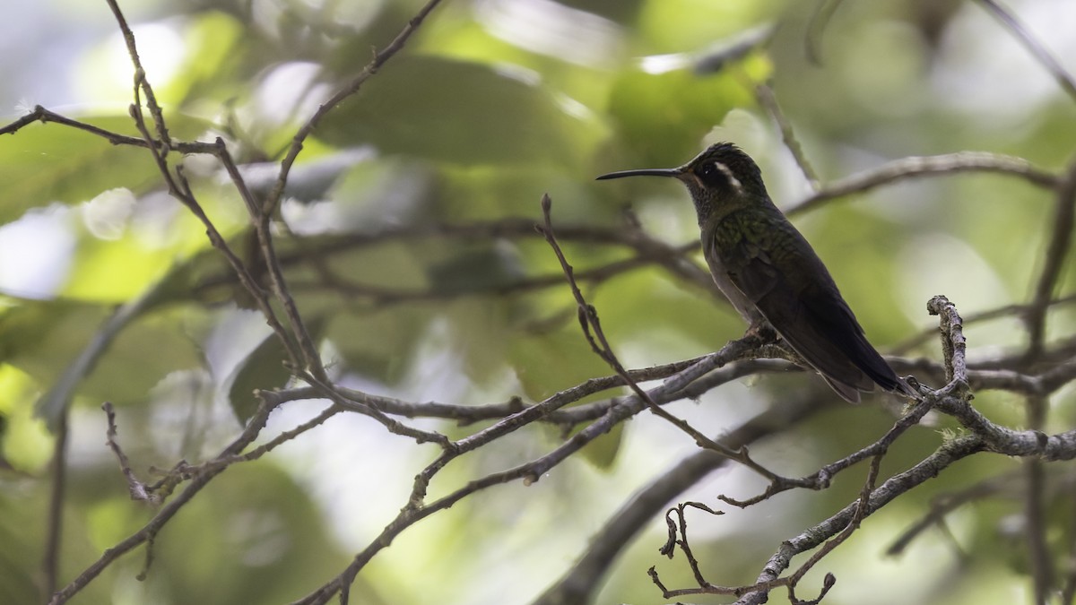 Amethyst-throated Mountain-gem - ML623321549