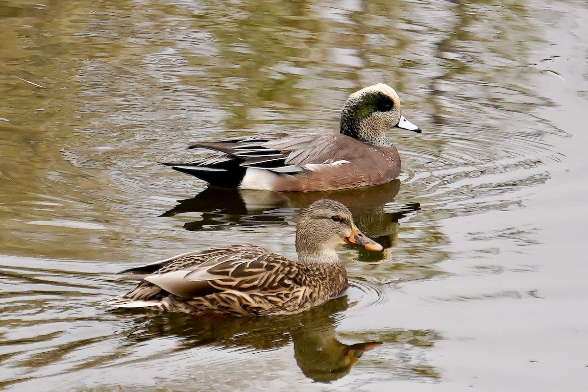 American Wigeon - ML623321590