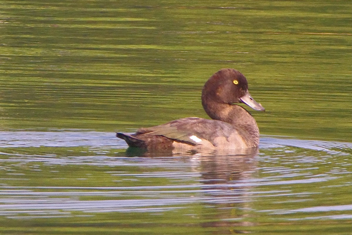 Greater Scaup - ML623321604