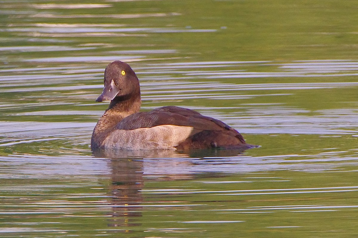 Greater Scaup - ML623321605