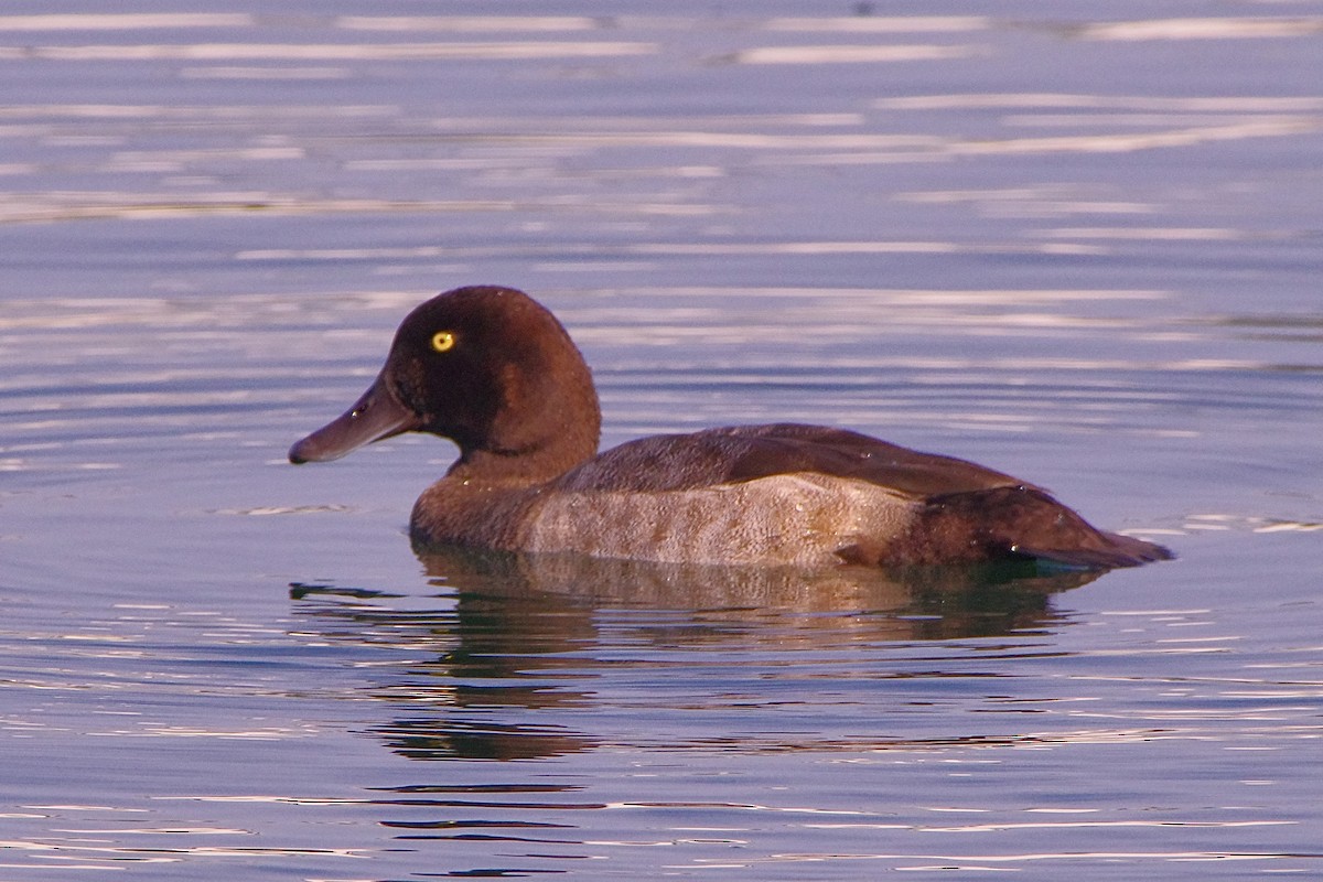 Greater Scaup - ML623321606