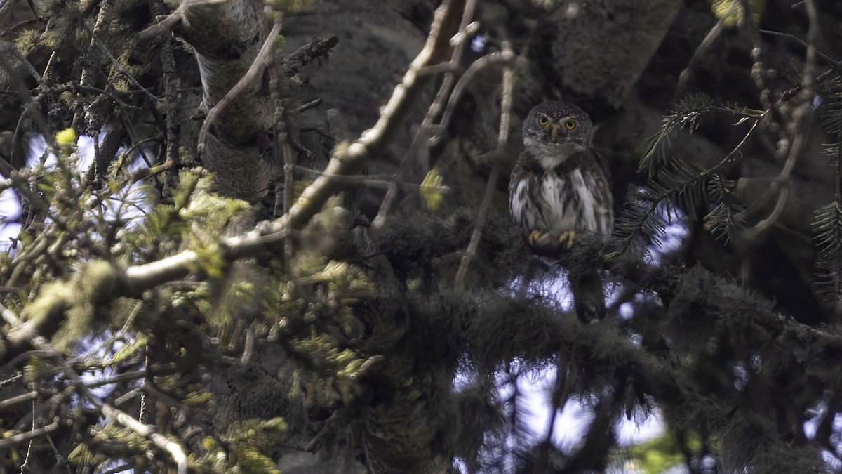 Northern Pygmy-Owl (Guatemalan) - ML623321622