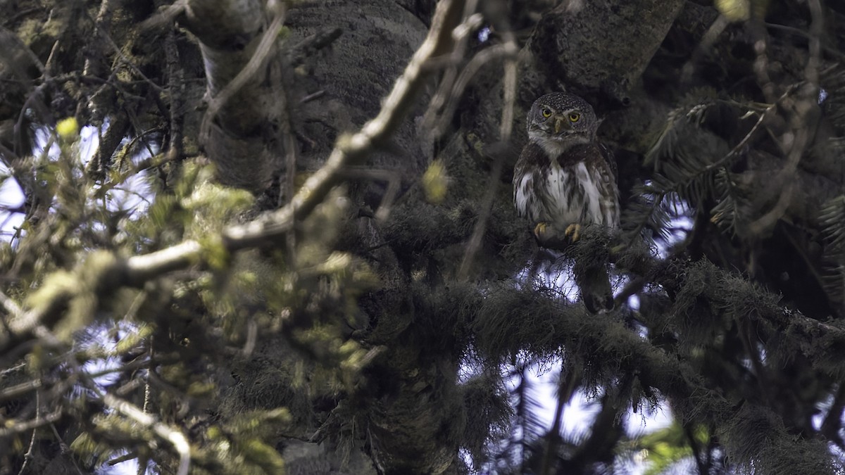 Northern Pygmy-Owl (Guatemalan) - ML623321627