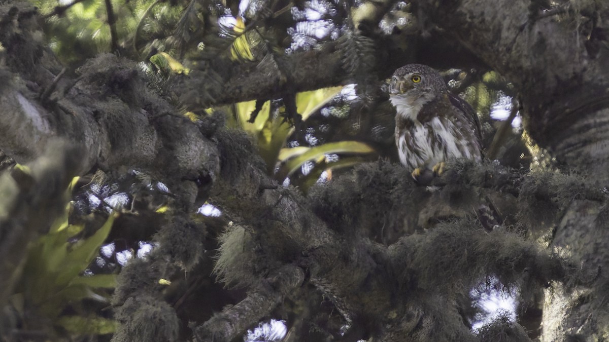 Northern Pygmy-Owl (Guatemalan) - ML623321628